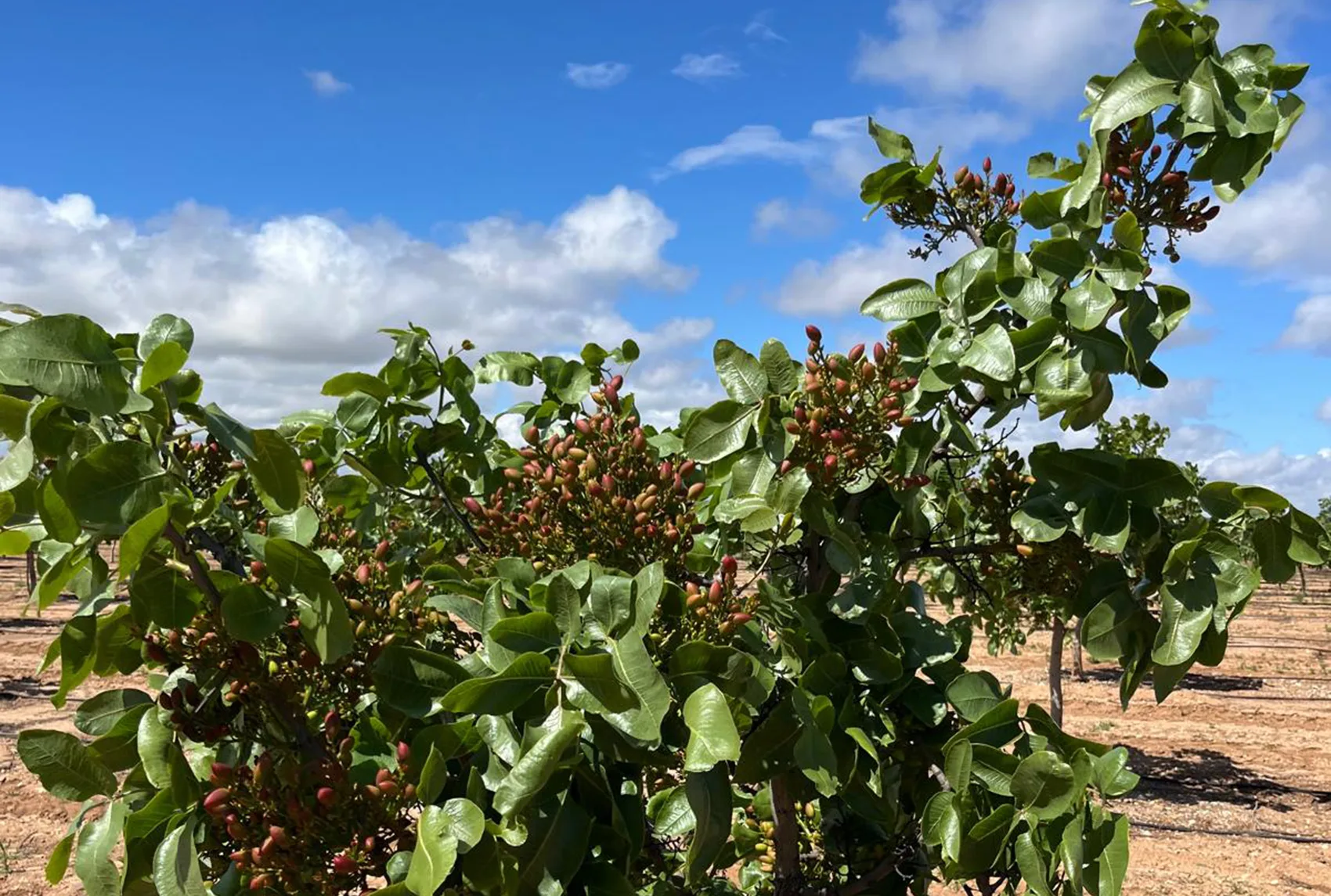 La siembra del pistacho en Andalucía: un cultivo en auge