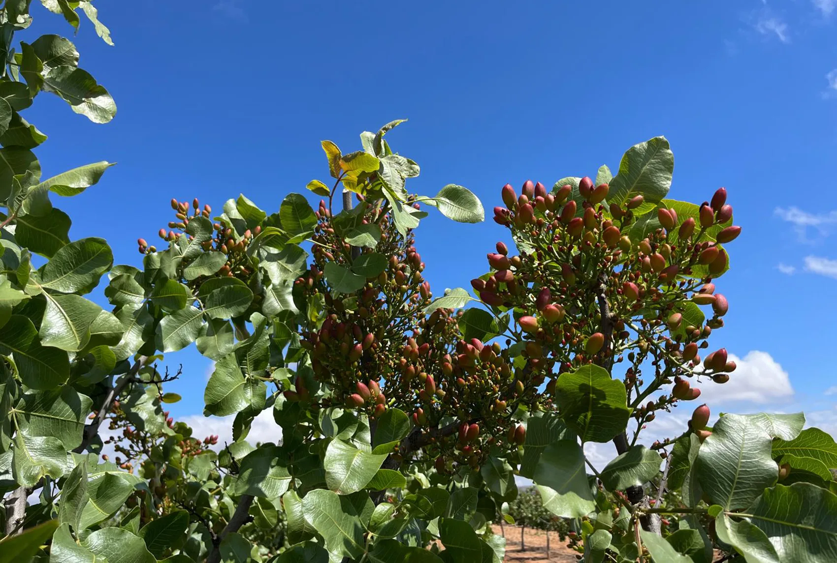 Innovación en el cultivo del pistacho en Andalucía: Proyecto GO DRIS-PISTACHO